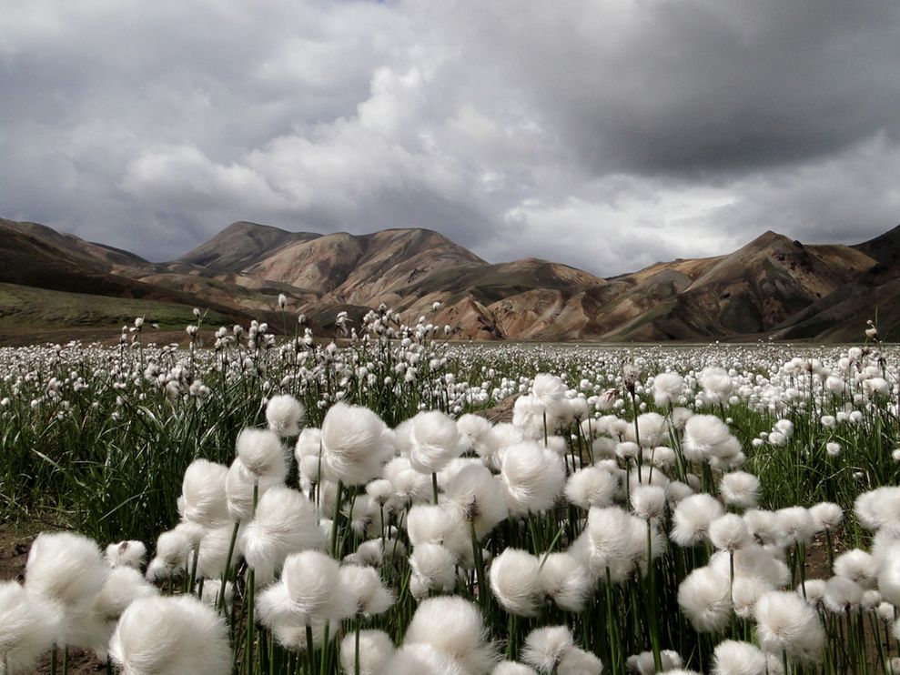 Word cotton market in season 2014/15